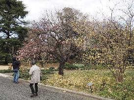 Shinjuku Gyoen national garden in Tokyo