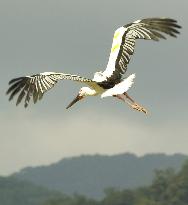 Artificially bred storks released to the wild