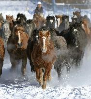 Horses run on snow-covered field for winter exercise