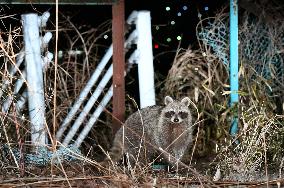 Wild animals at nuclear disaster sites