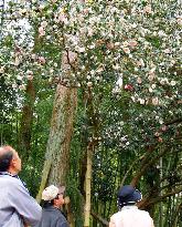 Camellia with five kinds of blossoms in full bloom