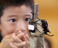 Beetle sumo championship