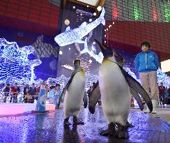 Penguins put light on winter illumination