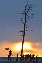Farewell to pine in Fukushima, symbol of reconstruction