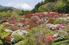 Azaleas in full bloom in Hakone