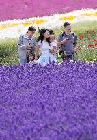 Lavender fields in northern Japan