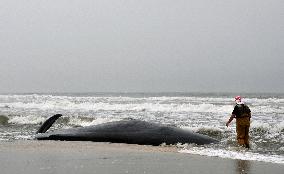 Whale washed up on beach in Chiba