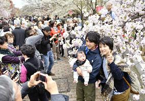 Annual cherry blossom viewing at Japan Mint