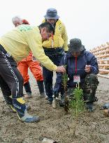 Pine tree replanting project starts in tsunami-hit Rikuzentakata