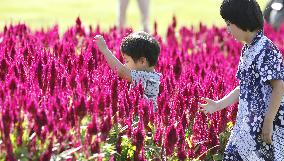 Bright-colored celosias at Saitama park
