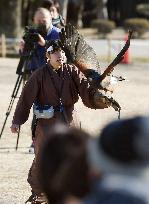 Hawk flight show at Himeji Castle