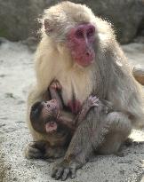 Baby monkey named Reiwa