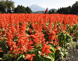 Salvia flowers in full bloom in Tottori