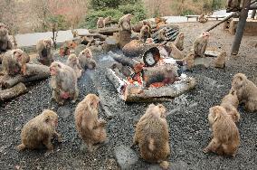 Monkeys warm themselves by bonfire at Japan Monkey Center