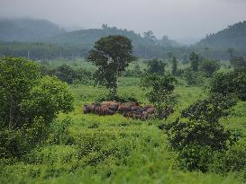 Beehive fence stops elephants from destroying crops in Thailand