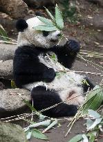 Panda at Tokyo zoo