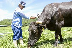Cattle in radiation-exposed area in northeastern Japan