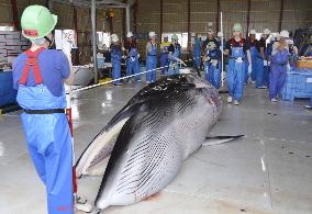 Last round of Japan's "research" whaling