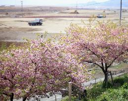 Cherry blossoms demarcate tsunami-reached point in northeastern Japan