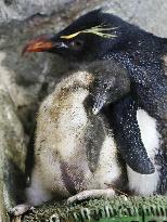 Artificially bred southern rockhopper penguin at Osaka aquarium