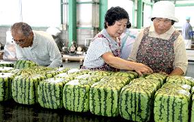 Ornamental square watermelon shipments begin from western Japan