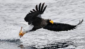 Steller's sea eagle in Hokkaido
