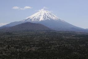 Mt. Fuji and forest