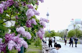 Lilac festival in Sapporo