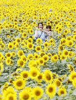 Sunflower fields in Japan