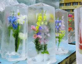 Flowers in ice
