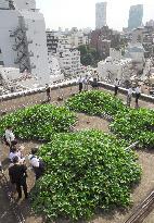 Rooftop cultivation of sweet potatoes aimed at fighting summer h