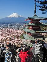 Cherry trees in full bloom at base of Mt. Fuji