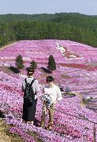 Moss pink flowers at Hokkaido park