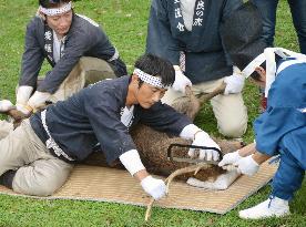 Deer antlers cut at Nara Park