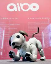 Robot dog Aibo