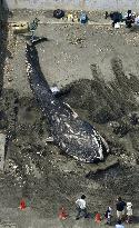 Dead whale at Japanese popular beach