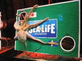 Octopuses pick Japan over Sweden