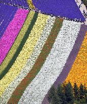 "Flower carpet" at Hokkaido farm