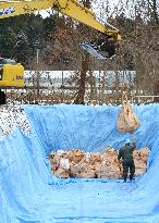 Bird flu-hit Japan prefecture begins to bury culled ducks