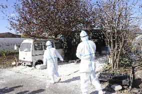 Hog cholera infection in central Japan