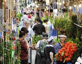 Lantern plant market