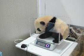 Panda breeder in Japan