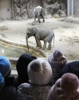 Asian elephants at Sapporo zoo