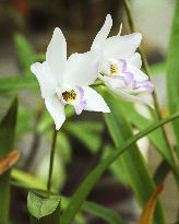 'Princess Kiko' orchid in bloom after princess's pregnancy