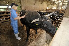 Beef cattle shipment resumed in Miyagi