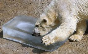 Polar bear at zoo plays with ice in Japan's scorching summer