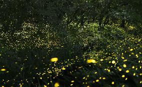 Fireflies' illumination in Osaka
