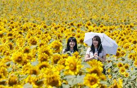 Sunflowers in full bloom in Hokkaido