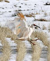Artificially-bred ibises thrive in wild of Sado Island