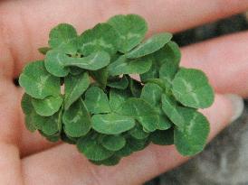 Farmer seeks Guinness Book listing for 56-leaf clover